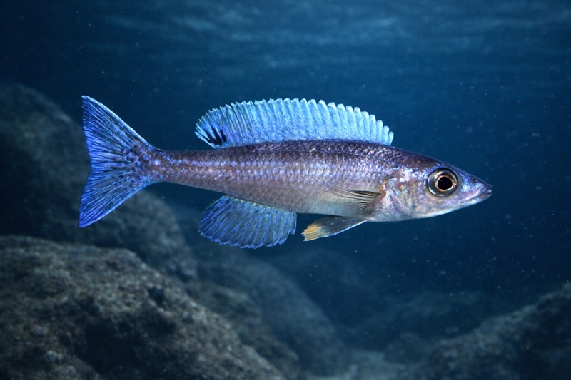 Cyprichromis leptosoma 'Kerenge Island'